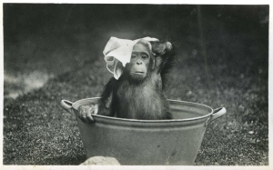 Bobo the chimp takes a bath