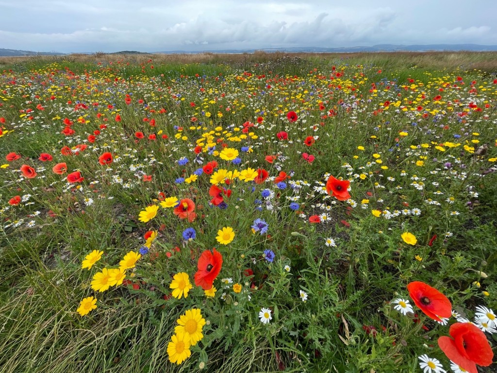 A wildflower meadow in bloom with poppies, cornflowers and yellow and white daisies beside a coastline.